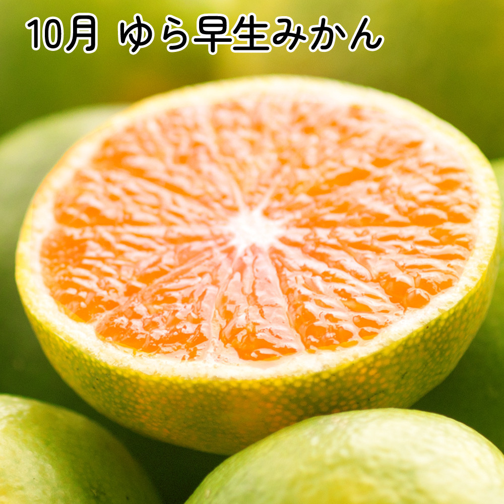 厳選 柑橘定期便SS（10～12月）全3回【みかん定期便お試し版】［IKE284］