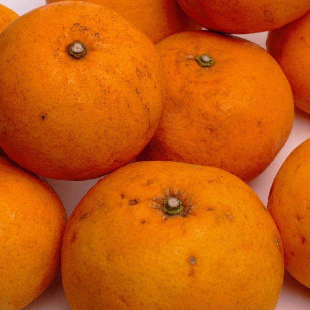 家庭用 甘夏柑10kg+250g（傷み補償分）［初夏のみかん・旬の果物］［有田産］［光センサー食べ頃出荷］［わけあり・訳あり］［IKE76］