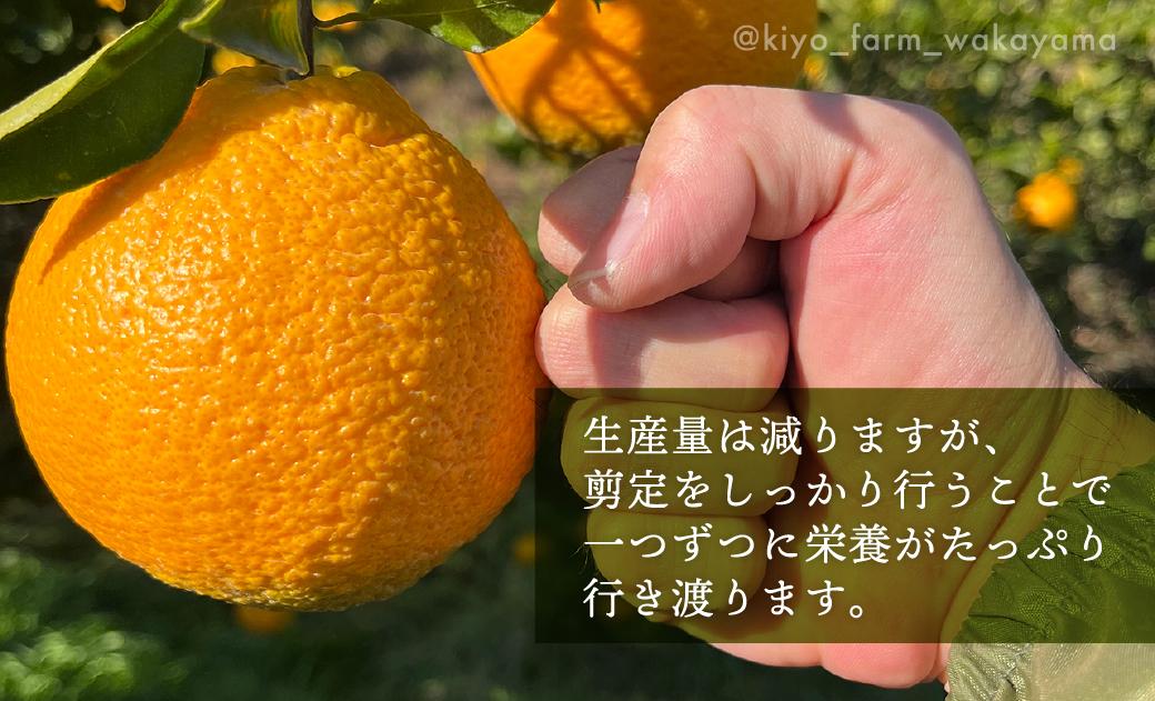 不知火 希少な樹上完熟！ 秀品大玉 6個入 (約2kg)　【2026年2月下旬頃～4月中旬頃まで発送】【KT2】