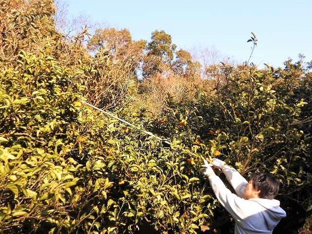 和歌山由良町産さつきはっさく 約5kg 秀品 サイズおまかせ (Ｌまたは２Ｌいずれかお届け) ［SL3］