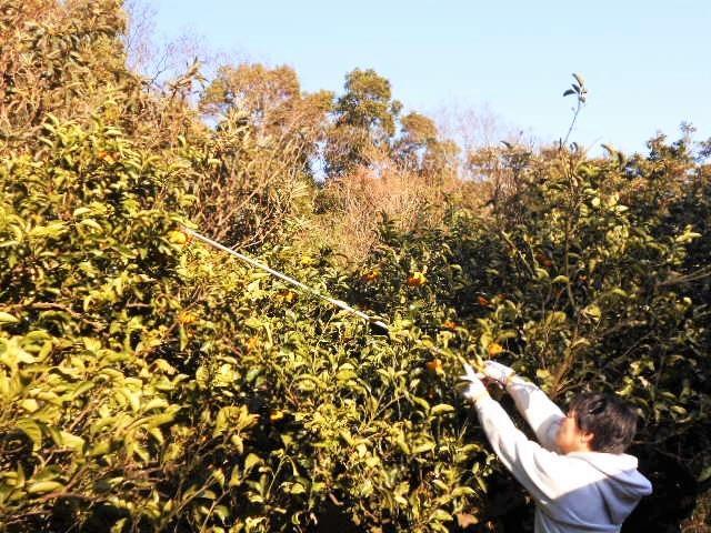 和歌山由良町産さつきはっさく 約10kg 秀品 サイズおまかせ (Ｌまたは２Ｌ) いずれかお届け ［SL41］