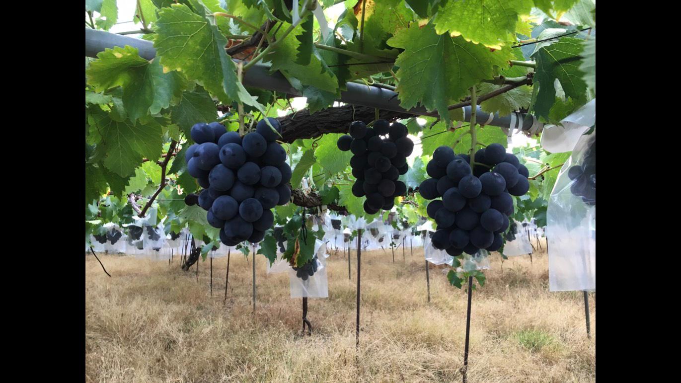 紀州有田産 ブラックオリンピア (ハチミツぶどう) 約2kg［2026年8月中旬以降発送予定］［UT107］