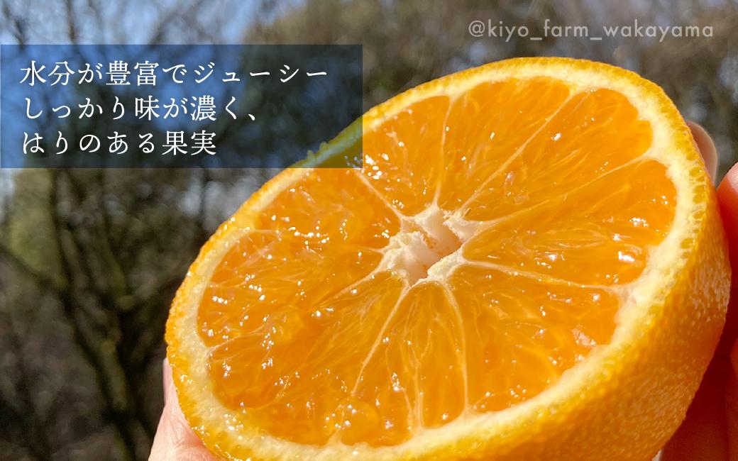 不知火 希少な樹上完熟！ 秀品大玉 6個入 (約2kg)　【2026年2月下旬頃～4月中旬頃まで発送】【KT2】