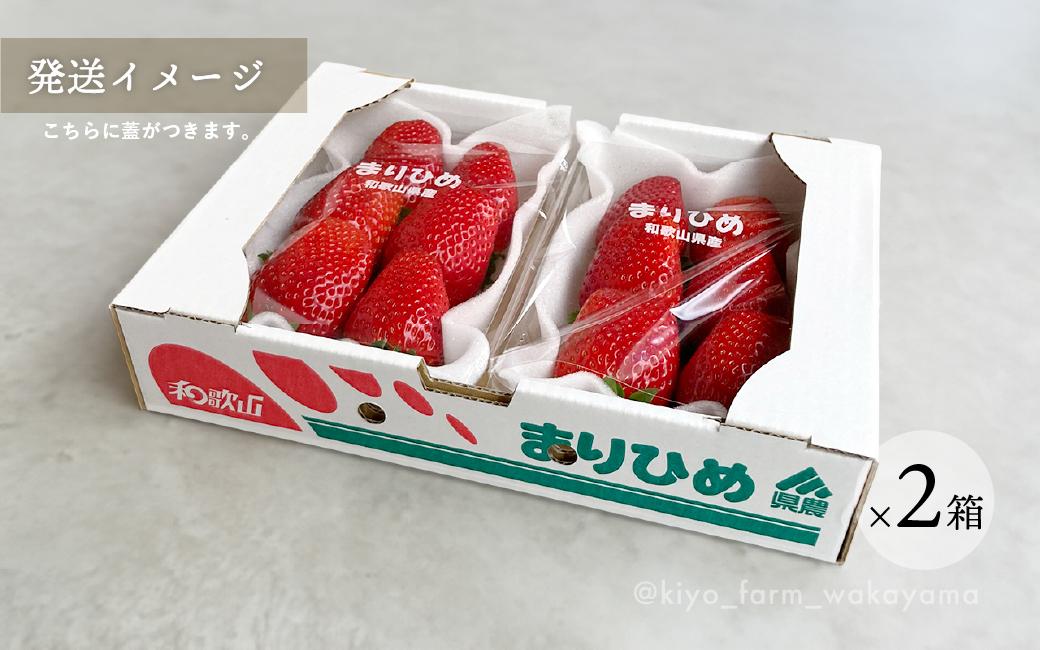 特大まりひめイチゴ 朝摘 6個～11個入×4パック［2026年1月中旬頃より発送］［先行予約］［KT4］