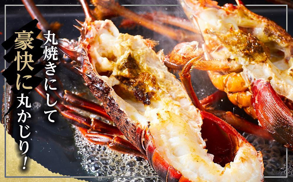 【12月末まで限定寄付額】【年内発送可】活 伊勢海老 1kg（2～4匹）南紀黒潮イセエビ 年末年始 お正月 お届け可｜期間限定 漁師直送 海鮮 海老 とれたて 人気