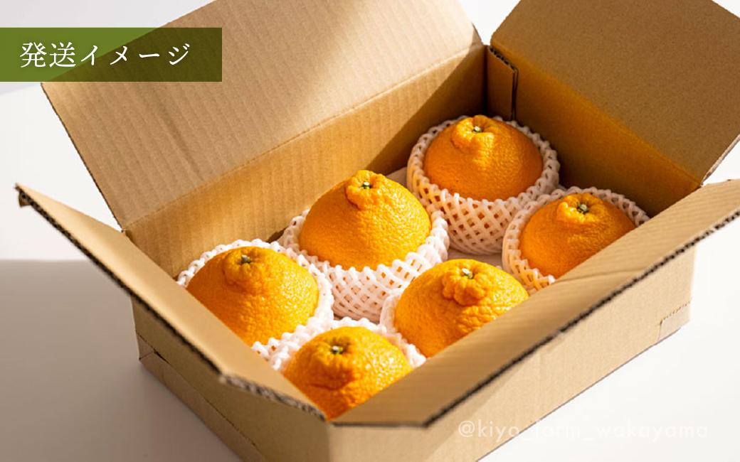 不知火 希少な樹上完熟！ 秀品大玉 6個入 (約2kg)　【2026年2月下旬頃～4月中旬頃まで発送】【KT2】