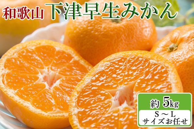 【産直・秀品】和歌山下津みかん約5kg（S～Lサイズおまかせ）★2025年11月中旬頃より順次発送【TM133】