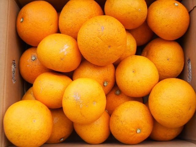 和歌山由良町産さつきはっさく 約10kg ［訳あり ご家庭用 赤秀・青秀］サイズ混合  ［SL42］