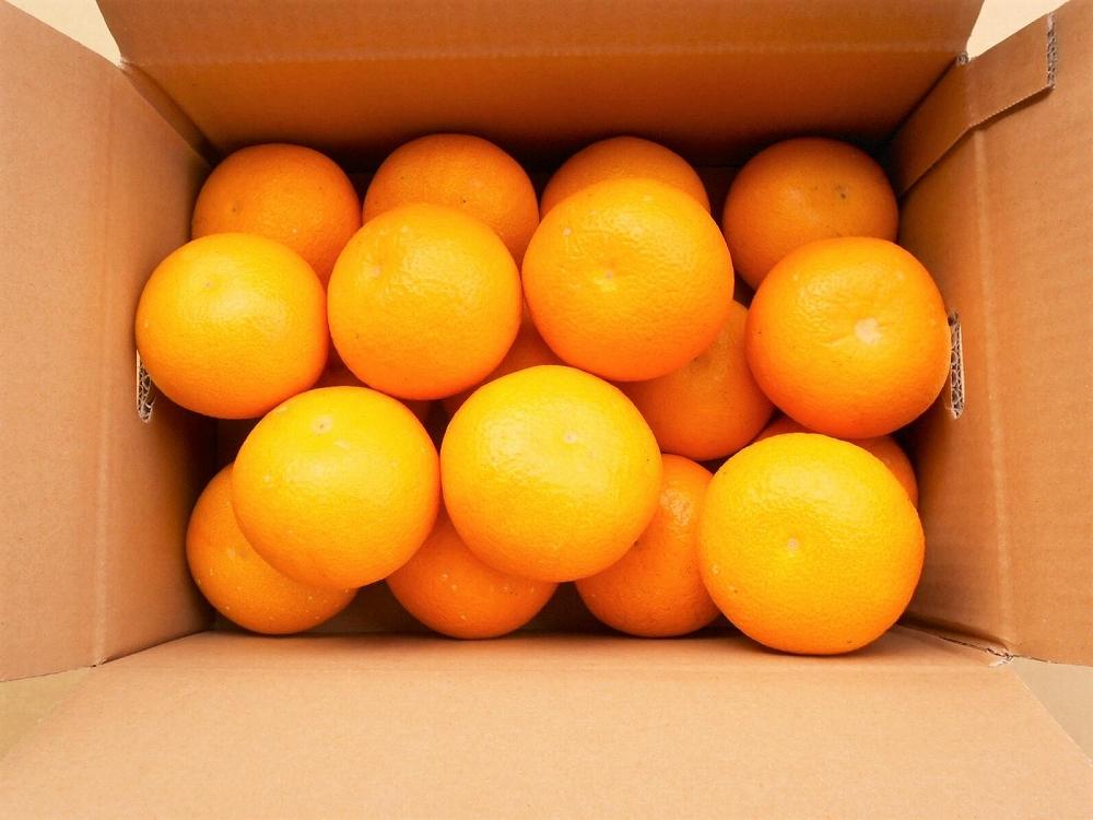 和歌山由良町産さつきはっさく 約5kg 秀品 サイズおまかせ (Ｌまたは２Ｌいずれかお届け) ［SL3］