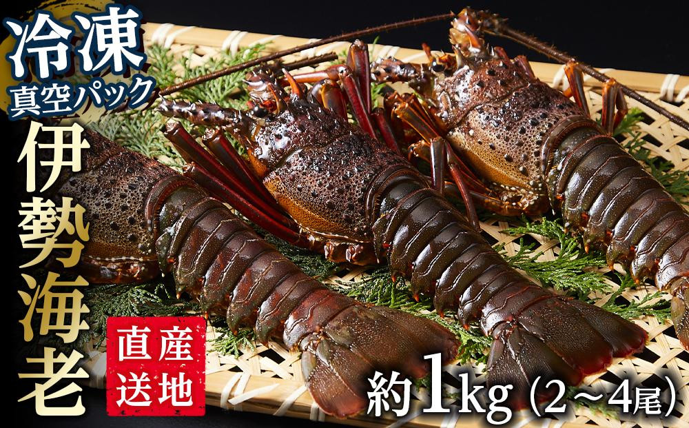 【12月末まで限定寄付額】【年内発送可】冷凍 伊勢海老  真空パック 約1kg（2～4匹入り） 南紀黒潮 イセエビ 通年発送｜期間限定 漁師直送 海鮮 海老 とれたて 人気