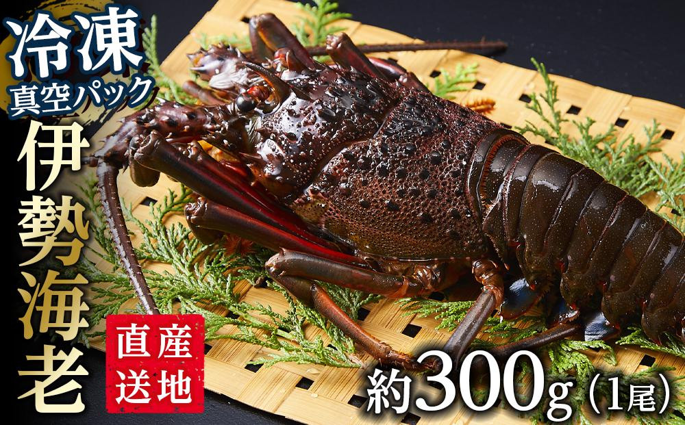 【12月末まで限定寄付額】【年内発送可】冷凍 伊勢海老1尾（約300ｇ前後）真空パック 南紀黒潮イセエビ 通年発送｜期間限定 漁師直送 海鮮 海老 とれたて 人気