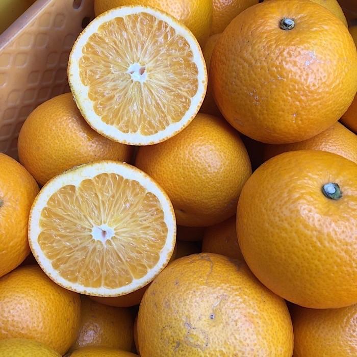 和歌山県産 八朔 約6kg 家庭用 【US56】