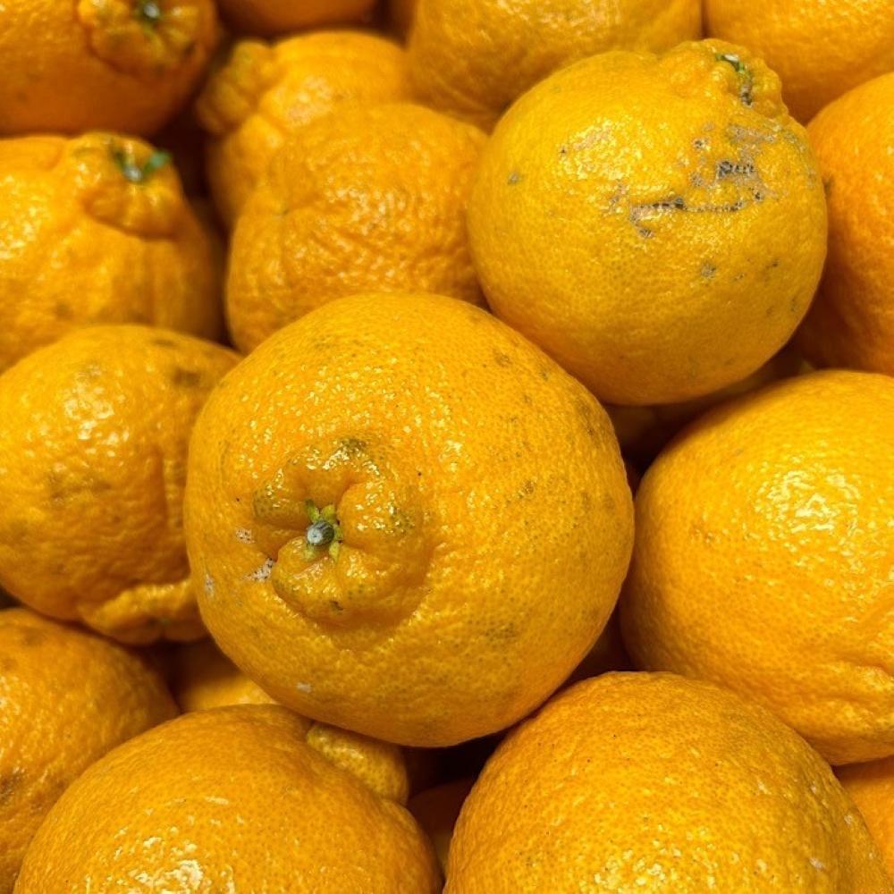 和歌山産 不知火 約3kg ［家庭用］［US64］