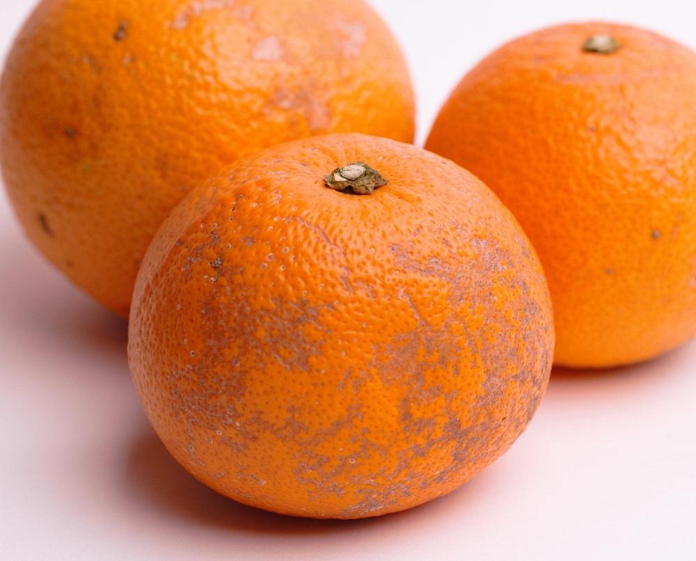 家庭用 はっさく10kg+250g（傷み補償分）【八朔みかん】【訳あり・わけあり】［IKE30］