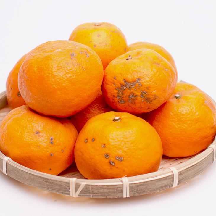 ［先行予約］家庭用 カラマンダリン5kg+250g（傷み補償分）［南津海・なつみ］［希少な春柑橘］［わけあり・訳あり］［みかんと同じように食べられます］［IKE70］