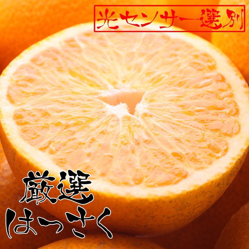 ［先行予約］厳選 はっさく5kg+250g（傷み補償分）［八朔みかん］［光センサー選別］［IKE26］