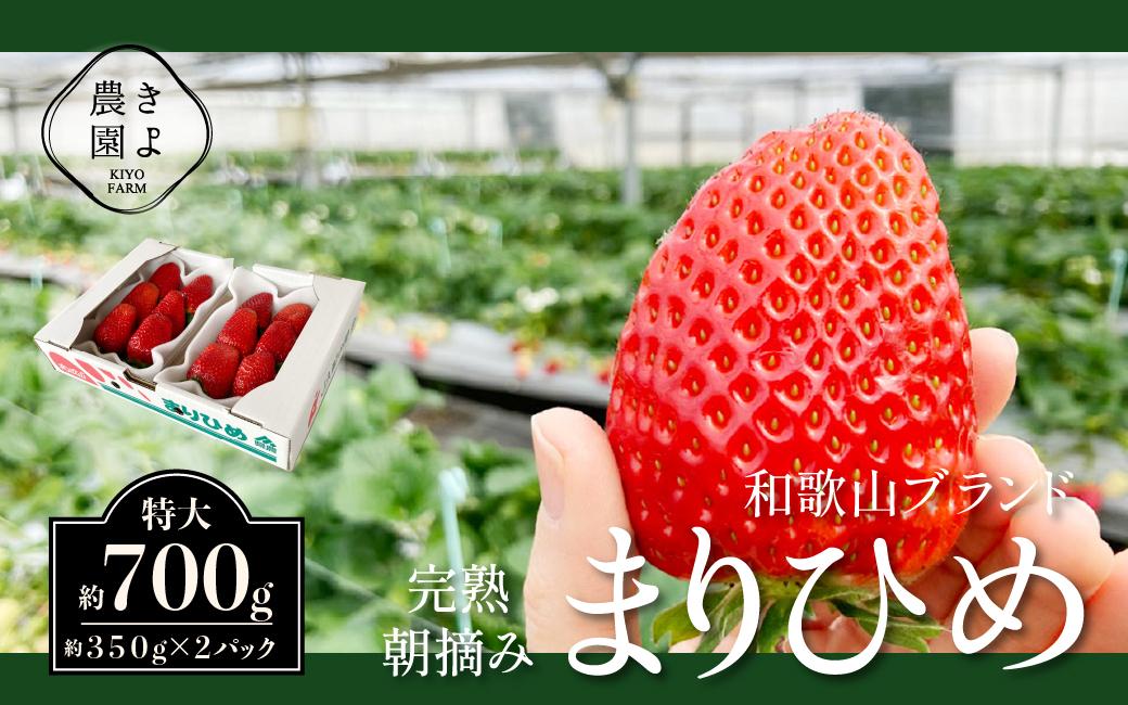 特大まりひめイチゴ 朝摘 6個～11個入×2パック［2026年1月中旬頃より発送］［先行予約］［KT3］