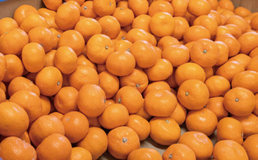 こだわりの和歌山県産 有田みかん 3kg（S～Lサイズおまかせ） ひとつひとつ手選別で厳選！生産者から直送 【2025年11月下旬～1月中旬ごろに順次発送予定】 | みかん フルーツ 果物 くだもの 有田みかん 蜜柑 柑橘【hdm004A】