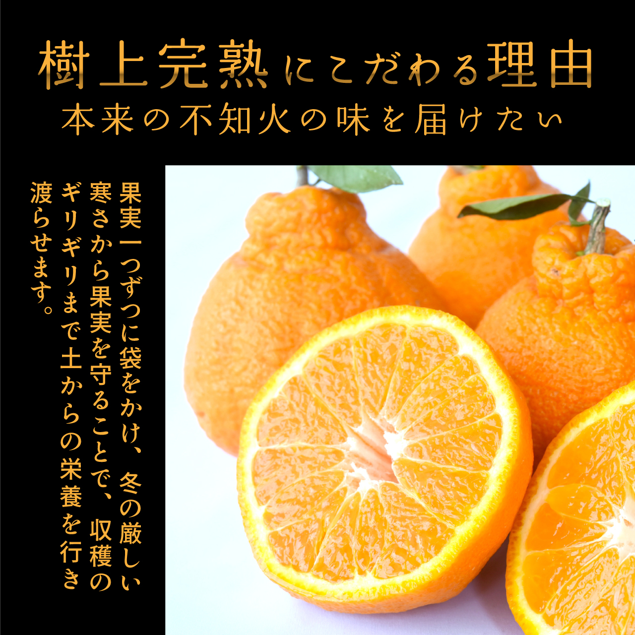 【先行予約】【数量わずか】樹上完熟しらぬい（不知火） 5個~8個 秀品 2026年2月下旬～2026年4月中旬頃に順次発送予定に順次発送予定（お届け日指定不可）/ 和歌山 みかん しらぬい 不知火 フルーツ 柑橘 蜜柑 果物 くだもの【kgr014】