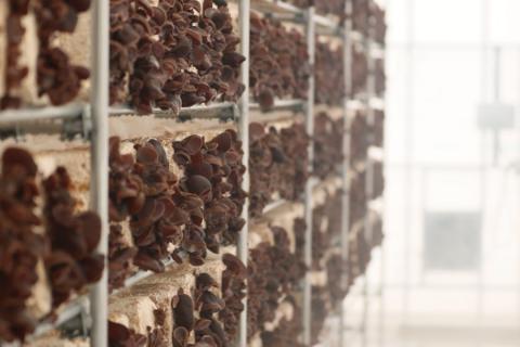 【国産】ぷりっぷりの新触感！純国産の生！！熊野七宝きくらげ　10袋セット　約850ｇ【kik001】