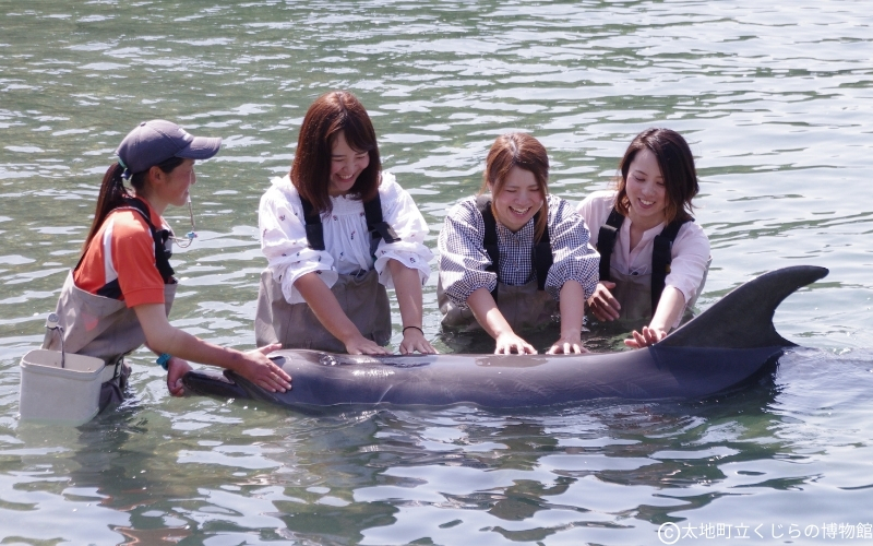 太地町立くじら博物館　入館チケット大人1名分/チケット 入館券 博物館 くじら 鯨【kzr001】