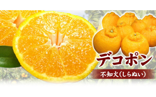 デコ不知火（デコポン） 約2.8kg/サイズおまかせ　※2026年2月上旬～2026年4月上旬頃に順次発送予定(お届け日指定不可)　紀伊国屋文左衛門本舗　【ntbt421C】