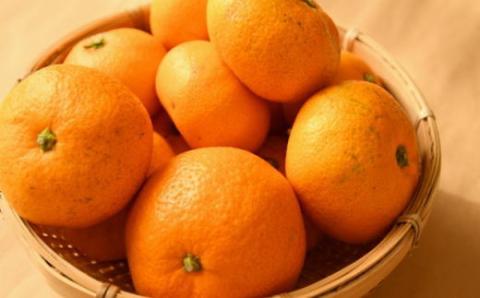 和歌山有田みかん7.5kg ご家庭用 (S～Lサイズおまかせ )※2023年11月上旬～2024年1月下旬頃順次発送予定【tec884】