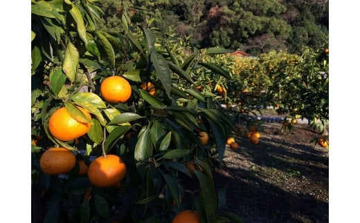 【希少柑橘】和歌山県産なつみ約5kg（S～2Lサイズおまかせ）【tecj1021】