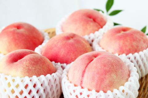 紀州和歌山産の桃　約1.8kg　化粧箱入 ※2026年6月下旬頃〜2026年8月上旬頃順次発送（お届け日指定不可）【uot720-2】