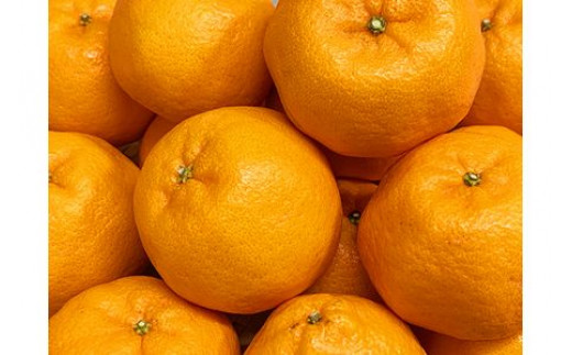 紀州和歌山有田産ポンカン　5㎏	※2026年2月上旬頃～2026年2月下旬頃に順次発送（お届け日指定不可）【uot722】