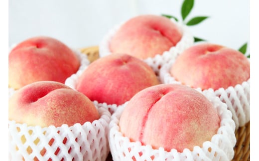 紀州和歌山産の桃　約4kg　化粧箱入 ※2026年6月下旬頃〜2026年8月上旬頃順次発送（お届け日指定不可）【uot723A】