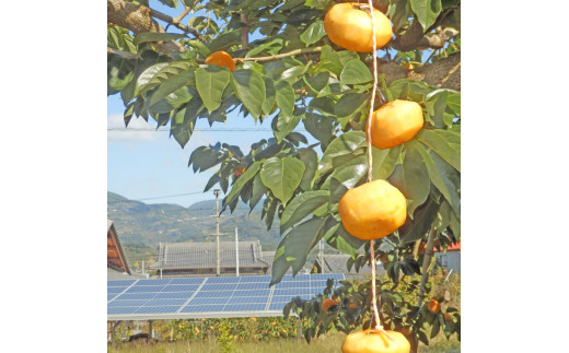 甘さが違う！とっても甘くなる生渋柿（平たねなし柿）吊るし柿用  T字枝or吊るしクリップ付付約1.5～2kg　約6～12個＜2026年10月中旬～11月上旬ごろ順次発送＞Ted【art017B】