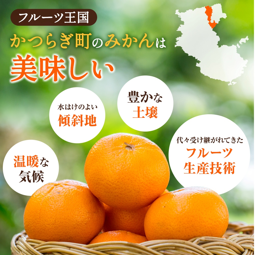【先行予約】希少種みかん はれひめ 秀品 約5kg (25個～30個)  ※2026年12月中旬～2027年2月初旬頃に順次発送予定（お届け日指定不可）/ 和歌山 みかん ミカン はれひめ フルーツ 柑橘 蜜柑 果物 くだもの 旬 産地直送【kgr004A】