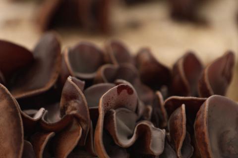 【国産】ぷりっぷりの新触感！純国産の生！！熊野七宝きくらげ　10袋セット　約850ｇ【kik001】