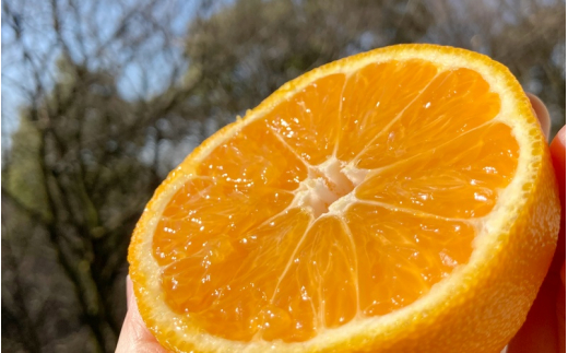 【先行予約】希少な樹上完熟　しらぬい（不知火） 秀品大玉 約2kg(6個) 2026年2月末～2026年4月中旬頃に順次発送予定（お届け日指定不可）/ 和歌山 みかん しらぬい 不知火 フルーツ 柑橘 蜜柑 果物 くだもの【kiy001】 20