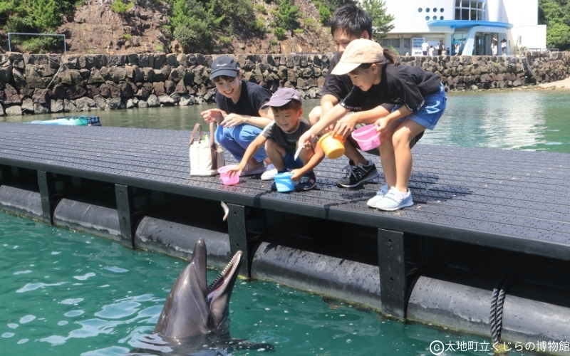 太地町立くじら博物館　入館チケット大人1名分/チケット 入館券 博物館 くじら 鯨【kzr001】