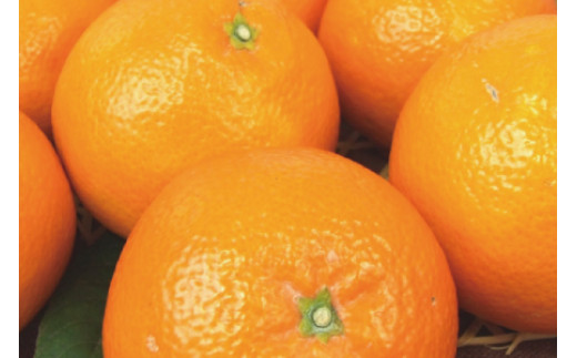 伊予柑(いよかん) 約8kg/サイズおまかせ　※2026年1月中旬～2026年2月中旬頃に順次発送予定(お届け日指定不可)　紀伊国屋文左衛門本舗　【ntbt440B】