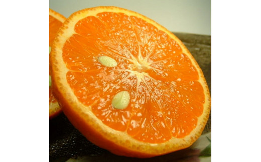 カラマンダリン  約2.8kg/サイズおまかせ　※2026年4月上旬～2026年5月上旬頃に順次発送予定(お届け日指定不可)　紀伊国屋文左衛門本舗　【ntbt471B】