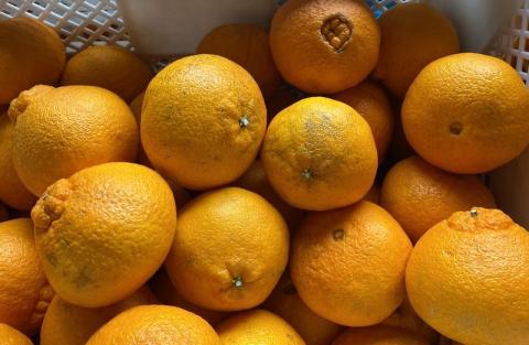 ＼光センサー選別／ 【訳あり】ちょこっと訳あり不知火デコポン 約5kg【ご家庭用】 先行予約 訳あり デコポン みかん ※2026年2月中旬より順次発送予定（お届け日指定不可）【nuk120D】