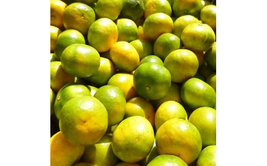 みかん 【2026年秋頃発送予約分】＼光センサー選別／ 【農家直送】こだわりの極早生みかん 約7.5kg 【数量限定】 有機質肥料100% サイズ混合 ※2026年10月～11月に順次発送予定（お届け日指定不可） 有田産【nuk136E】