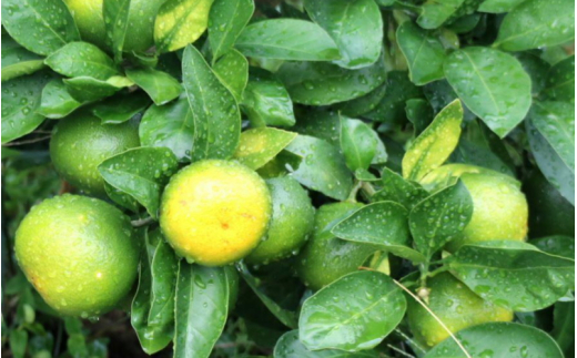 ≪秀品≫和歌山由良町産 由良早生みかん 約5kg サイズおまかせ【sml106C】