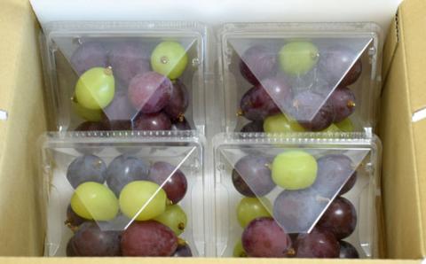 【数量限定】ピオーネと翠峰の夏のおまかせセット約200g×4パック※2023年8月下旬～9月下旬頃順次発送【tec514】