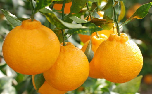 【お味濃厚】紀州有田産のデコポン約5kg(18玉～24玉入り・青秀以上) ※2026年2月中旬～2026年3月中旬頃順次発送【tec810B】