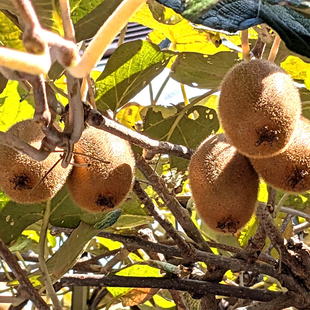 和歌山県産キウイフルーツ約2kg（サイズ混合）※2026年11月下旬～2027年2月下旬頃に発送【tecj1039】