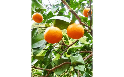 初夏のみかん　なつみ5kg【予約】※2026年4月中旬頃～2026年4月下旬頃に順次発送予定(お届け日指定不可)【uot501-2】