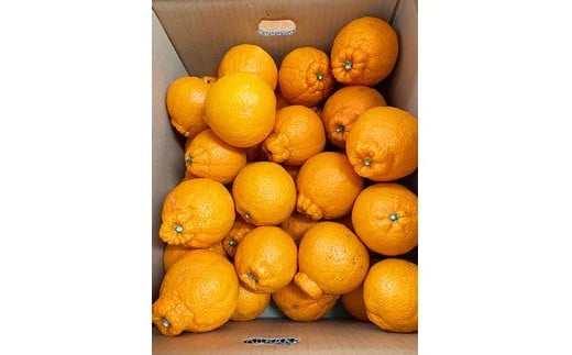 【ご家庭用訳あり】紀州有田産不知火(しらぬひ) 約8.5kg 【予約】※2026年2月中旬頃～2026年3月中旬頃に順次発送予定(お届け日指定不可)【uot507A】