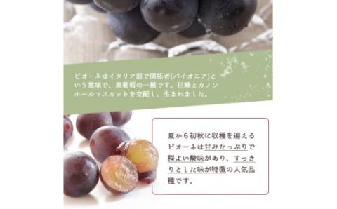 紀州和歌山産 ピオーネ 約2kg ※2026年8月下旬頃〜2026年9月下旬頃に順次発送 ※日付指定不可 ぶどう ブドウ 葡萄 果物 くだもの フルーツ【uot781】