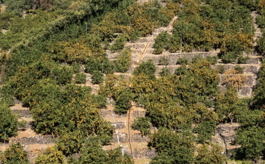 こだわりの和歌山県産 有田みかん 5kg（S～Lサイズおまかせ） ひとつひとつ手選別で厳選！生産者から直送 【2025年11月下旬～1月中旬ごろに順次発送予定】 | みかん フルーツ 果物 くだもの 有田みかん 蜜柑 柑橘【hdm005】