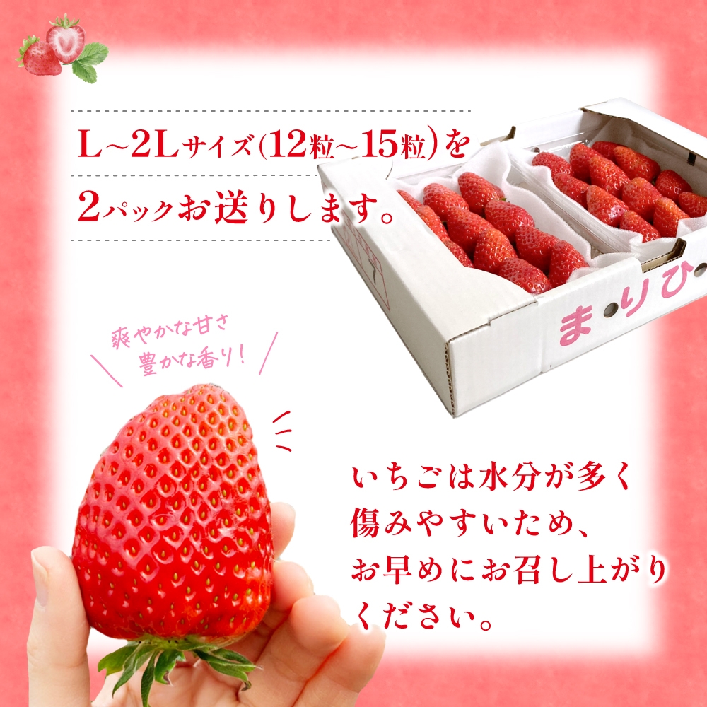 【先行予約】まりひめ いちご 12粒～15粒入り×2パック（500g）2026年1月中旬頃～2026年3月中旬頃に順次発送予定（お届け日指定不可）/ いちご 苺 まりひめ 和歌山 フルーツ 果物 くだもの【kgr007A】