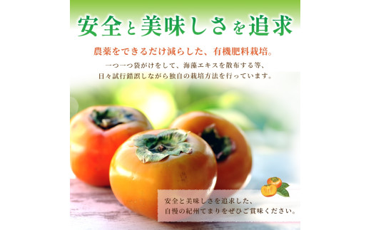 紀州てまり（和歌山県ブランド柿）6～7個入 こだわり農家厳選 先行予約 【2026年10月初旬頃から11月中旬頃順次発送】 / 柿 フルーツ 果物 かき 和歌山 かつらぎ 農家直送 贈答【kgr029】
